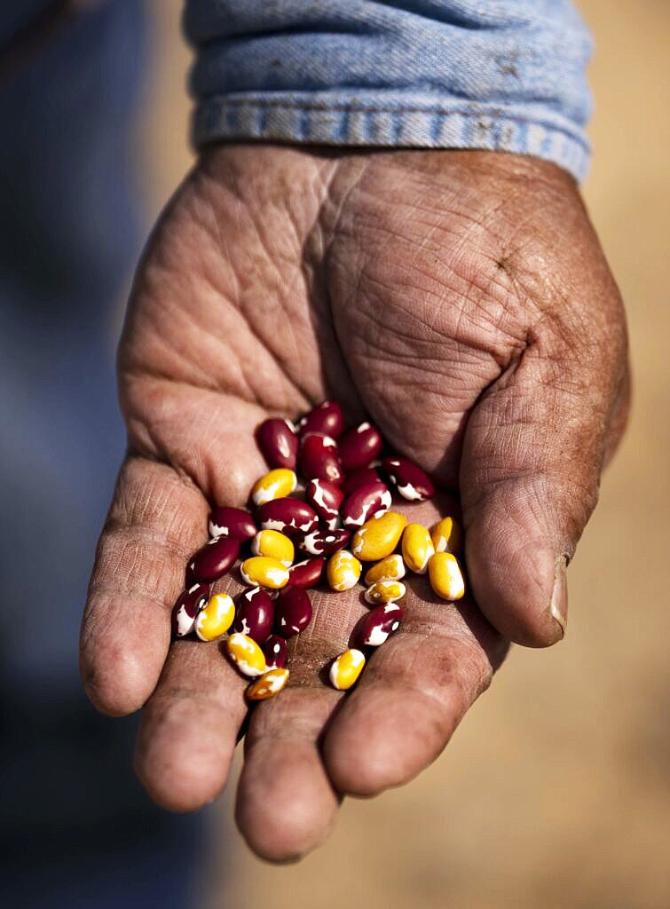 Clark Tenakhongva, 65, holds traditional Zuni Gold Beans and Cow Beans that he just harvested at the field at his home in First Mesa on the Hopi Reservation in Arizona, on September 28, 2022. Tenakhongva uses the traditional method of “Dry Farming” to grow the beans where he does not irrigate his field. All the water comes in the form of snowmelt and rain directly on the field. The traditional Hopi practice of Dry Farming is becoming more challenging after more than two decades of drought in the Southwestern United States. (Photo by David Wallace)