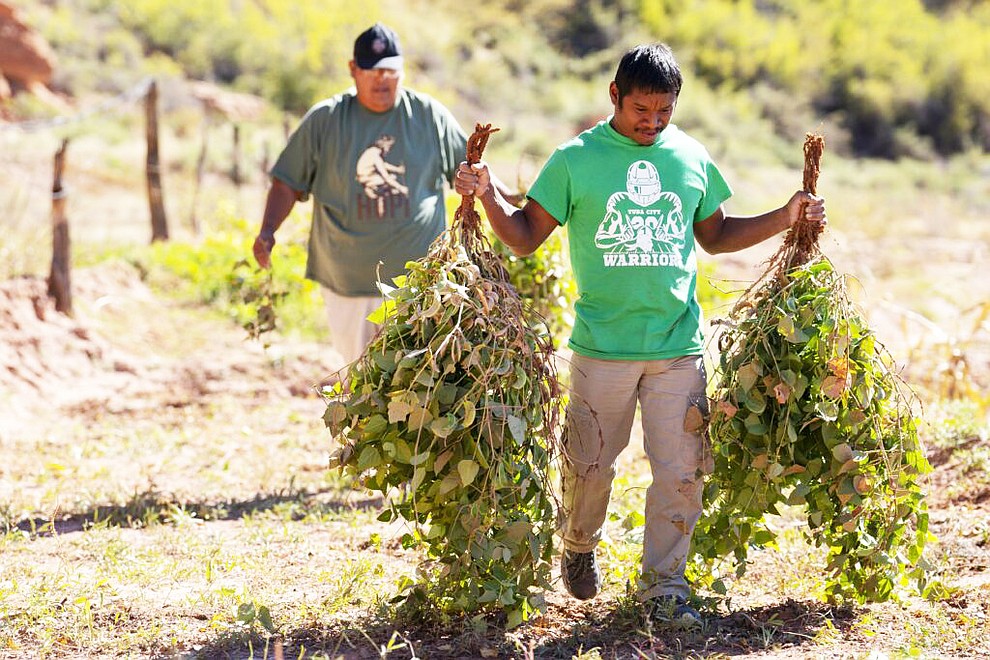 Hopi farmers, Brandon Nasafotie, 32, center right, and Brian Monongye, 36, left, harvest beans in Monongye’s field in the valley of Moenkopi Wash on the Hopi Reservation on October 19, 2022. This valley is one of the few places on the Hopi Reservation where farm fields can receive irrigation, provided by a series of canal ditches and pipes from Pasture Canyon Reservoir just a few miles away. They can only receive this irrigation for a few months or less depending on the amount of water in the reservoir. Farmers in other areas of Hopi rely on dry farming where they do not irrigate, relying on snowmelt and rain directly on their crops. Even farmers like Monongye who uses the reservoir to irrigate says drought has been impacting his ability to get good harvests of beans and corn, an integral part of Hopi culture and religion. (Photo by David Wallace)