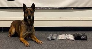 K-9 Zolton in an drug bust earlier this year.  (Photos/Navajo County)