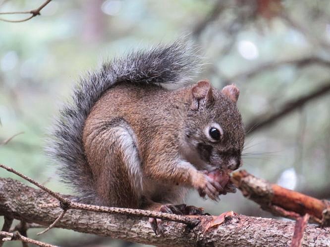 The Mount Graham Red Squirrel population continues to rise after a devastating wildfire in 2017.  (Photo/USFWS)