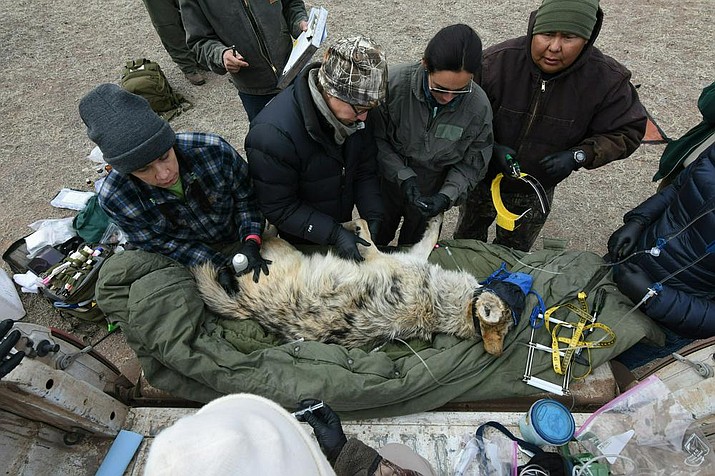Members of the Mexican gray wolf recovery team gather data from a wolf captured during an annual census near Alpine, Ariz. A coalition of groups argue in a petition submitted Dec. 8 to U.S. Interior Secretary Deb Haaland and the U.S. Fish and Wildlife Service that small statured Mexican gray wolves are often mistaken for coyotes and that protecting coyotes would in turn cutdown on wolf deaths. (Mark Davis/USFWS)