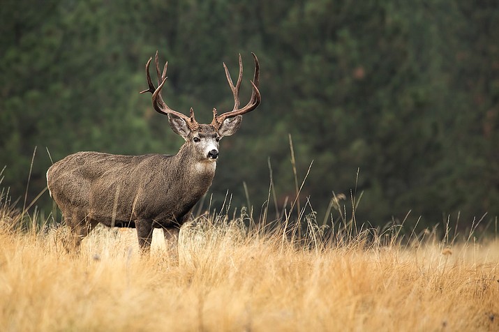 Arizona Game and Fish said the main reason for the drop in tags was in response to low fawn recruitment over the past three years. (Photo/Adobe Stock)