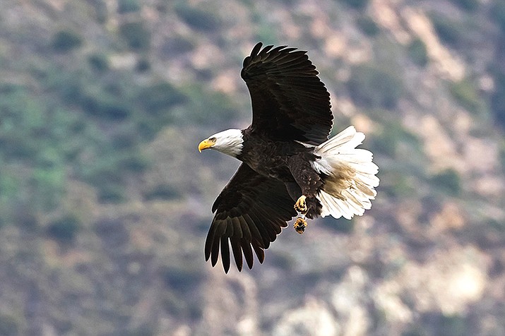 A soaring bald eagle. (Courier stock photo)