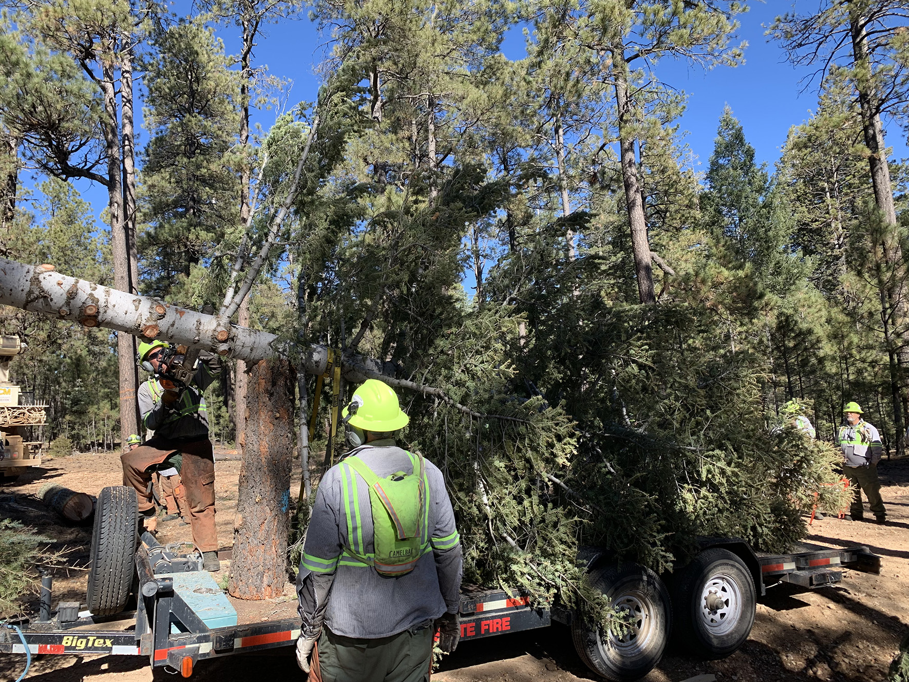 Arizona Capitol Christmas tree selected from Coconino Forest thinning