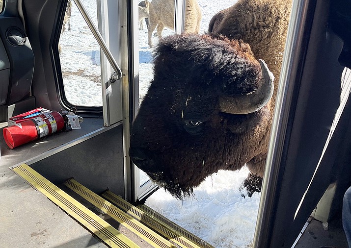 You never know what you'll see on the Bearizona VIP tour. Here, a large American bison peeks his head in the tour bus, hoping to receive  an apple. (Summer Serino/WGCN)