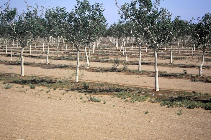 This April 18, 2022, photo provided by Mohave County shows orchards near Kingman, Ariz. where irrigation now has been limited. The Arizona Department of Water Resources made the decision this week to protect a dwindling groundwater supply. (Photo/Mohave County via AP)