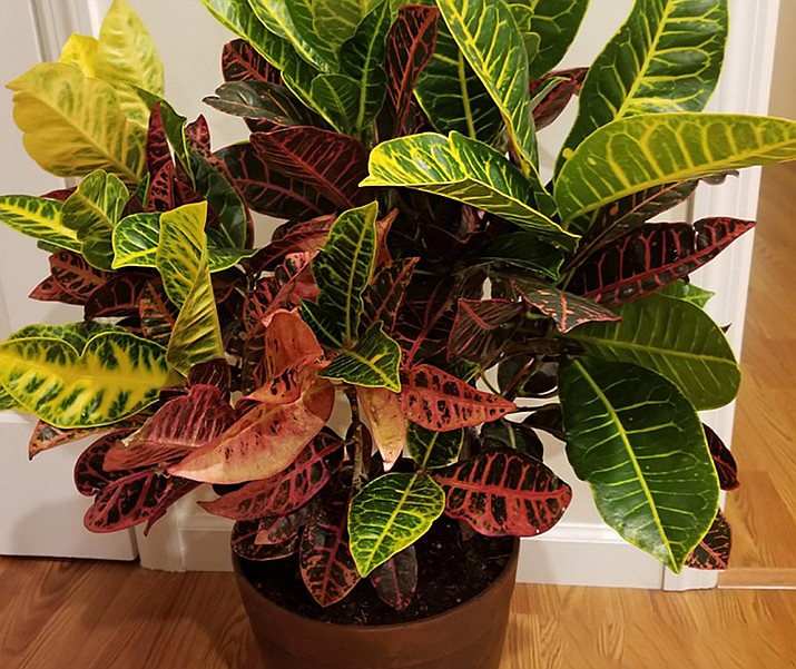 The most popular Croton is ‘Petra,’ which has shades of yellow, red and green. This has long been a favorite houseplant for adding a punch of color. (Watters Garden Center/Courtesy)