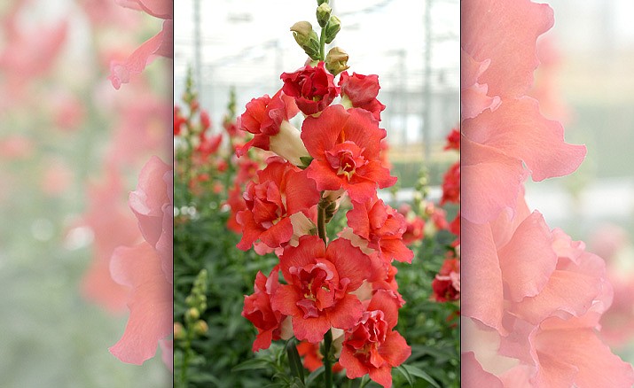 The strong stems of Doubleshot snapdragons produce a plethora of stunning orange flowers all season. (All-American Selections/Courtesy)