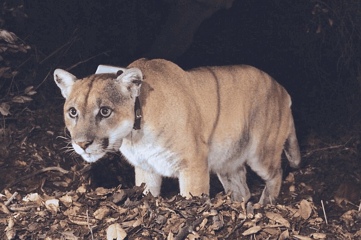 This 2014 photo shows the mountain lion, P-22, photographed in the Griffith Park area near downtown Los Angeles when he was about four years old. (Photo/National Park Service)