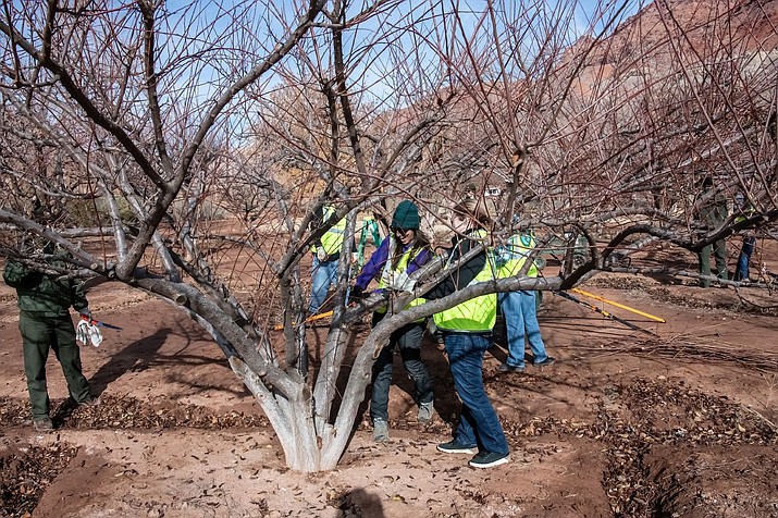 Local Girl Scouts helped the Glen Canyon Recreation Area archaeology team prune trees at the Lonely Dell Orchard last December. (Photo/NPS)