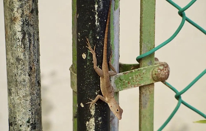 In this photo, an Anolis cristatellus lizard stands on a gate in Rincon, Puerto Rico, Jan. 6, 2018. (Kristin Winchell/New York University via AP)