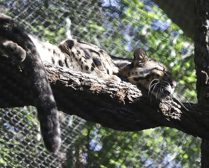 This unadate image provided by the Dallas Zoo, a clouded leopard named Nova rests on a tree limb in an enclosure at the Dallas Zoo. Nova, a missing clouded leopard, shut down the Dallas Zoo on Friday, Jan. 13, 2023, as police helped search for the animal that officials described as not dangerous and likely hiding somewhere on the zoo grounds. (Dallas Zoo via AP)