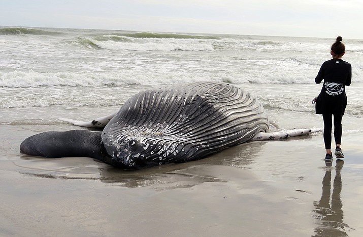 The body of a humpback whale lies on a beach in Brigantine N.J., after it washed ashore on Friday, Jan. 13, 2023. It was the seventh dead whale to wash ashore in New Jersey and New York in little over a month, prompting calls for a temporary halt in offshore wind farm preparation on the ocean floor from lawmakers and environmental groups who suspect the work might have something to do with the deaths. (Wayne Parry/AP)