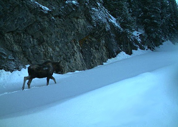 The  Washington Department of Fish and Wildlife estimates Washington's moose population to be about 5,000, with most residing in the Selkirk Mountains on the other side of the state. (Photo/NPS)