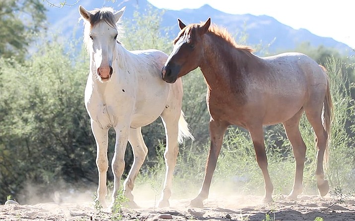 Authorities are investigating the slaughter of dozens of horses in the Apache-Sitgreaves National Forests in October 2022. The U.S. Forest Service makes a distinction between wild horses, which are protected by law, and feral horses, which are not. (Megan Newsham/Cronkite News)