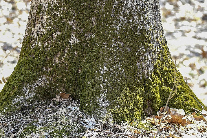 This April 2, 2019, photo provided by the Forest Preserve District of Will County, IL, shows moss growing at the base of a tree at Raccoon Grove Nature Preserve in Monee, IL. (Forest Preserve District of Will County/AP)