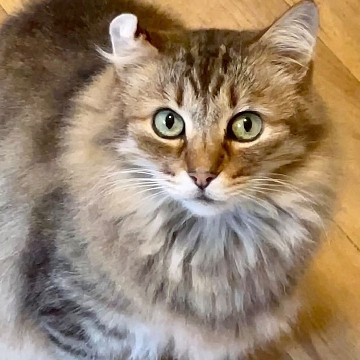 Sasho is a handsome male, long-haired brown tabby, approximately 10 to 11 years old. (Courtesy photo)