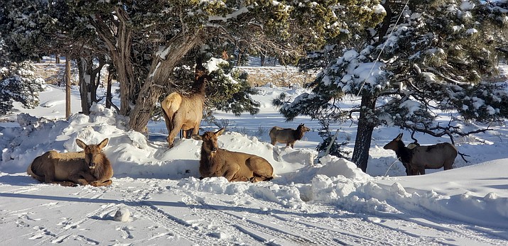 A group of elk relax in the snow after a winter storm dropped several inches at Grand Canyon National Park. Elk can keep warm in temperatures of up to -40 degrees by acquiring a thick, double-layer fur coat in the colder months. According to the Rocky Mountain Elk Foundation, the hairs are honeycomb-like in appearance and have thousands of tiny air pockets, making the fur both warm and waterproof. The coat is so dense and efficient at trapping heat that it can prevent snow from melting right on the elk's back. (Photo/NPS)