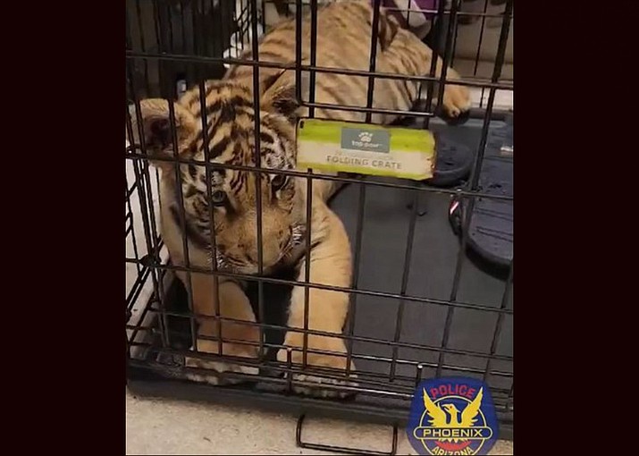 Police said Carlos Castro-Alcaraz was arrested Monday night on felony wildlife offenses after advertising the cub for sale on social media. (Photo/Phoenix Police Department)