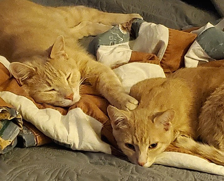Squeaky is 1.5 years old and is outgoing and friendly. Franklin is 2.5 years old and is a little shyer and more reserved than Squeaky. (Courtesy photo)