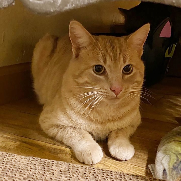 Fred is a young 10-month-old orange tabby. (Courtesy photo)