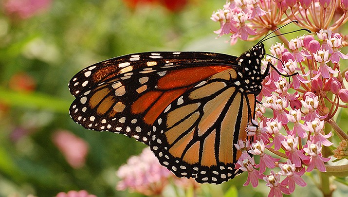 There has been a resurgence in the number of Monarch butterflies wintering in California. (Photo by  Derek Ramsey, cc-by-sa-1.2, https://bit.ly/3DuehP0)