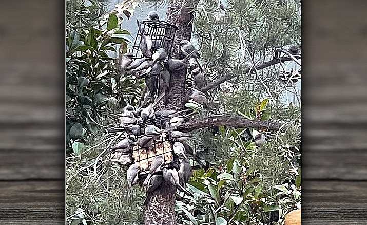 At least thirty bushtits can be seen swarming two suet feeders at a customers' home. (Deb Thalasitis/Courtesy)