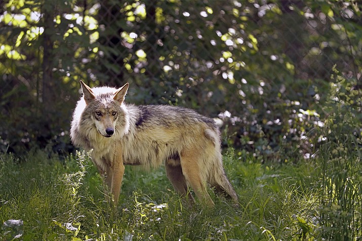 A Mexican gray wolf in Eureka, Mo., May 20, 2019. An endangered Mexican gray wolf has roamed beyond the species' recovery area into the more northern reaches of New Mexico. U.S. Fish and Wildlife Service said Tuesday, Jan. 10, 2023, that members of the recovery team have been tracking the lone female wolf and have notified ranchers in the area, although they say it’s not a threat to human health or public safety. (Jeff Roberson/AP, File)