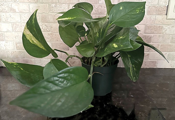This Jan. 17, 2023, image shows a vining pothos houseplant, which has toxic properties so should be kept away from children. (Jessica Damiano via AP)