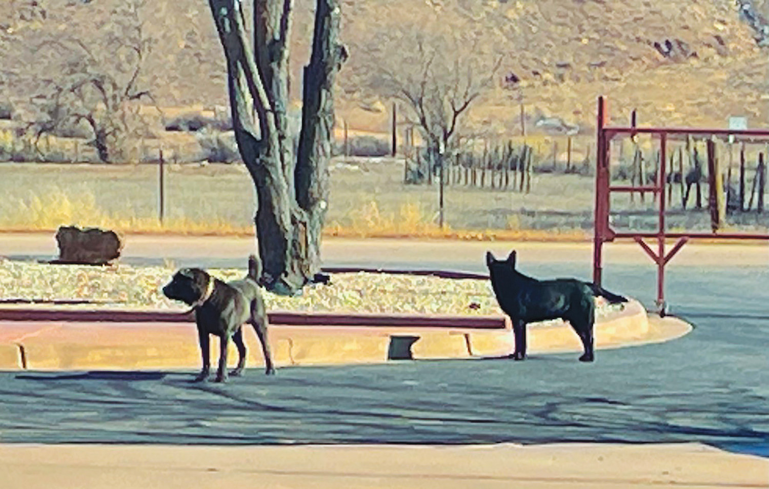 Stray Dogs Are A Real Problem On Indian Reservations Navajo Hopi 