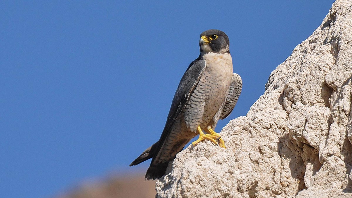 How Minnesota's peregrine falcons returned to the cliffs after local  extinction - Bring Me The News