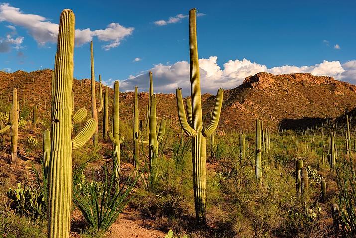 Among investments the National Park Service plans to make in 2023 are land acquisitions, including acreage at Saguaro National Park near Tucson. (Stock Photo)