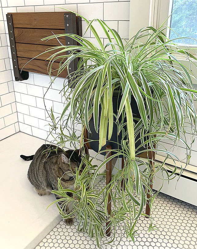 This photo depicts a cat examining a spider plant. According to the ASPCA, spider plants are nontoxic ; still, ingesting even nontoxic plants can cause some gastrointestinal distress. (Jessica Damiano via AP)
