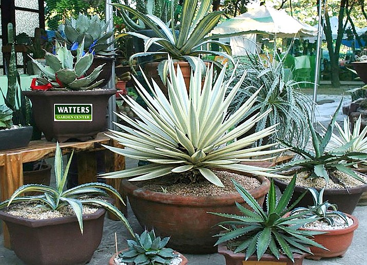 Agave container display at Watters Garden Center. BELOW: Boxwood. (Courtesy photos)