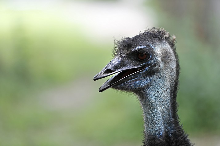 An Emu is seen in its exhibit at the Audubon Zoo in New Orleans, Monday, July 16, 2018. (Gerald Herbert/AP, file)