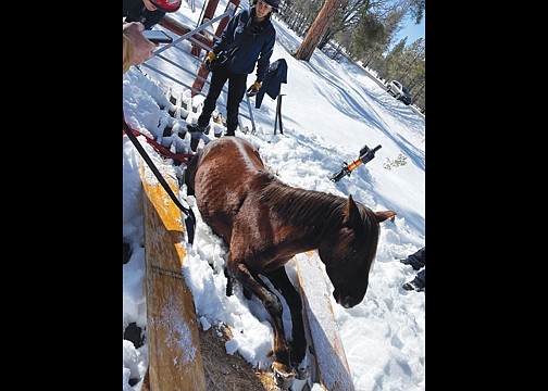 A crew from the Tusayan Fire Department was able to rescue a feral horse trapped in a cattle guard near Ten X Campground Feb. 9. Although it could have ended tragically, the horse was able to walk away with only minor injuries. (Photo/Greg Brush/TFD)