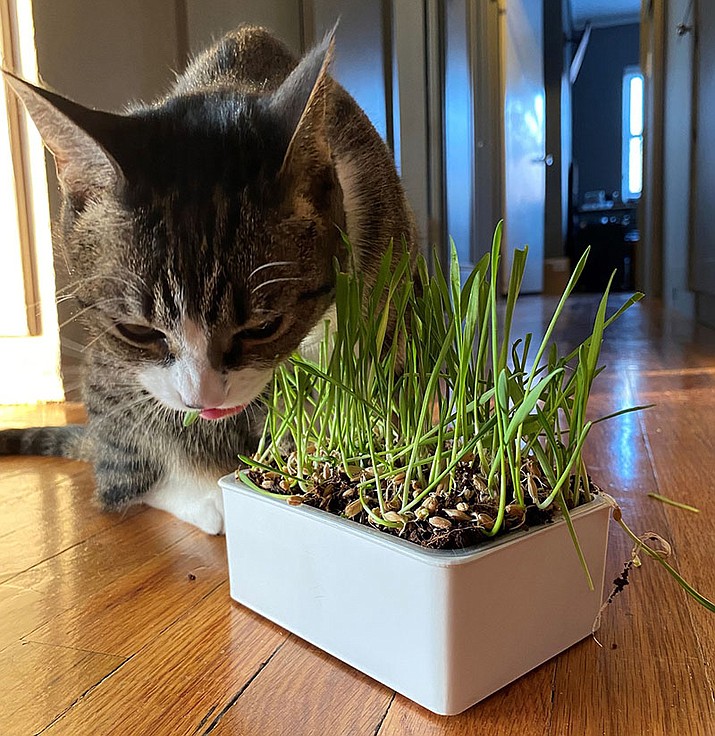 Cat grass kits are easy to grow and provide fresh, healthy wheatgrass, oat grass, and/or ryegrass for cats to nibble on instead of your plants. (True Leaf Market/Courtesy)