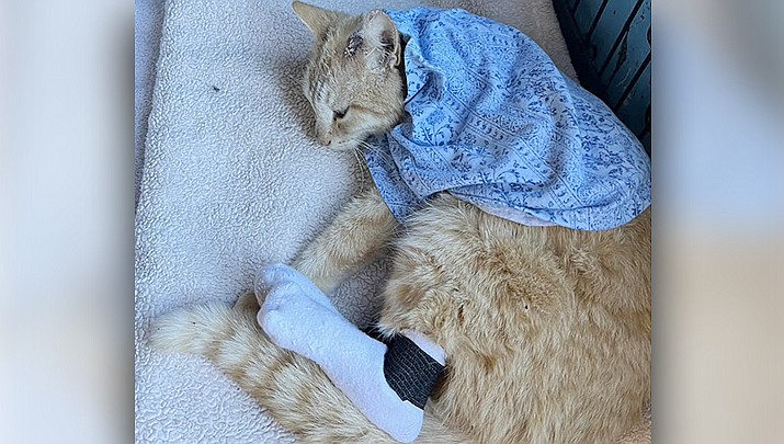An orange tabby cat survived being burned, and law enforcement believes he may have been intentionally set on fire. Mohave County Animal Control is seeking information on the incident while the non-profit Feral Cat Warriors shelter harbors the cat as he heals. (Photo courtesy of Madison Miller)