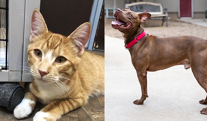 cleveland browns cat collar