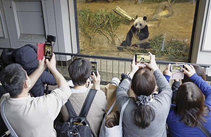 Visitors hold up smartphone to film Giant panda Xiang Xiang seen at a cage during her last viewing day at Ueno Zoo, before she returns to China for good, Sunday, Feb. 19, 2023 in Tokyo, Japan. Xiang Xiang, who was born six years ago, is the first giant panda to be born and raised naturally at the zoo and is being sent back to China for breeding purposes. (Masanori Takei/Kyodo News via AP)