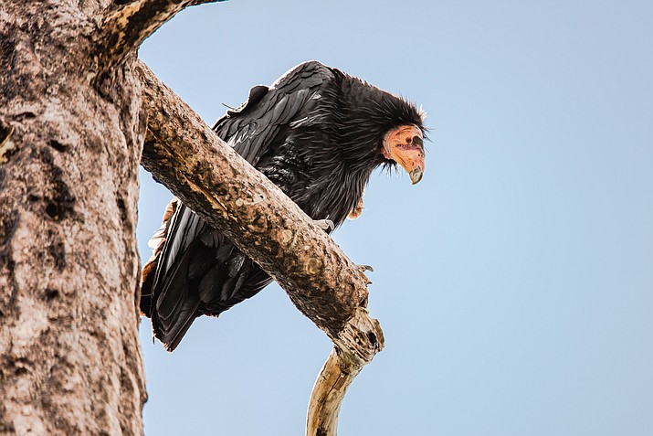 Still critically endangered, the California condor is beginning to recover through a captive breeding program. (Stock photo)