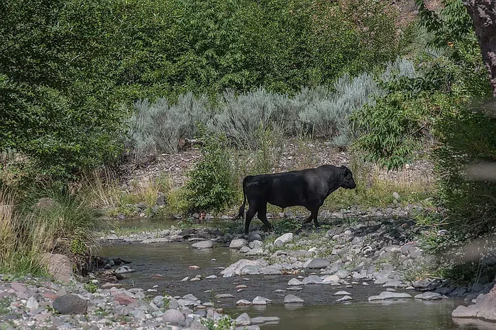 A feral bull is seen along the Gila River in the Gila Wilderness in southwestern New Mexico, on July 25, 2020. U.S. Forest Service officials in New Mexico are moving ahead with plans to kill feral cattle they say have become a threat to public safety and natural resources. (Robin Silver/Center for Biological Diversity)