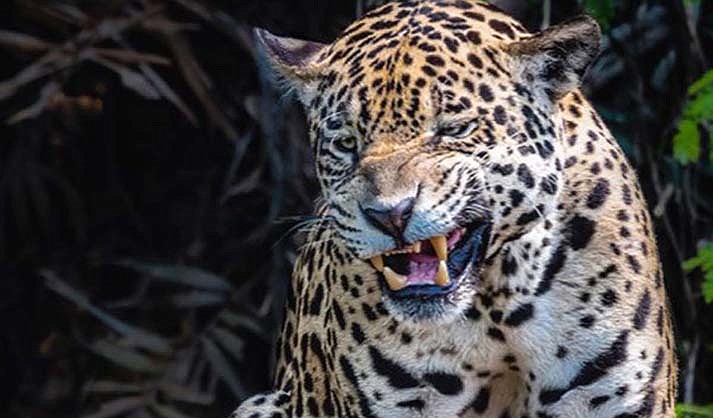 Growling Jaguar in Pantanal, Brazil by Stephanie Brand. (Courtesy/S. Brand & City of Sedona)