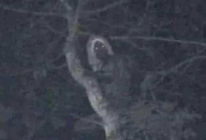 President Andrés Manuel López Obrador did not seem to be joking when he posted the photo of an “Aluxe,” a mischievous woodland spirit in Mayan folklore. López Obrador wrote the photo “was taken three days ago by an engineer, it appears to be an aluxe,” adding “everything is mystical.” The nighttime photo shows a tree with a branch forming what looks like a halo of hair, and what may be stars forming the figure’s eyes. (Andrés Manuel López Obrador, Twitter/Courtesy)
