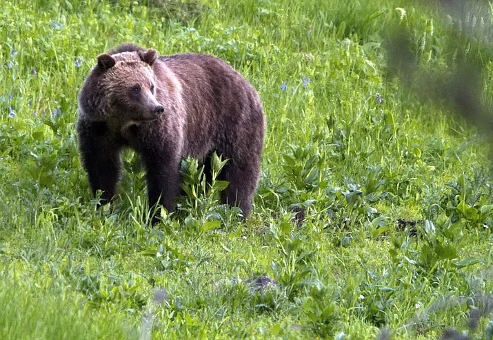 The Biden administration on Feb. 3 took a first step toward ending federal protections for grizzly bears in the northern Rocky Mountains, which would open the door to future hunting in several states. (Jim Urquhart/AP)
