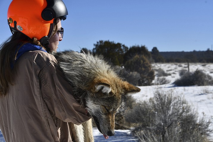 This Jan. 27, 2023 image provided by the Mexican Wolf Interagency Field Team shows Grace Dougan, a U.S. Fish and Wildlife Service volunteer, carrying a sedated wolf during the agency's annual survey near Aragon, N.M. A team conducts a health check and attaches a collar to the wolf before releasing it back into the wild. The agency released the survey results Tuesday, Feb. 28, 2023, saying there are at least 241 wolves in the wild in New Mexico and Arizona. (Mexican Wolf Interagency Field Team via AP)