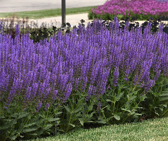 Blue by You salvia has rich blue blossoms from late spring into fall, attracting butterflies and hummingbirds. (All-America Selections/Courtesy)