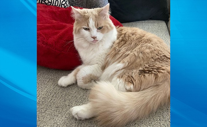 Honey Bun (United Animal Friends/Courtesy)
