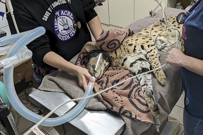 In this January 2023 photo provided by Cincinnati Animal CARE, a serval is treated after it was found to have cocaine in its system in Cincinnati. The cat was later transported to the Cincinnati Zoo. (Ray Anderson/Cincinnati Animal CARE via AP)