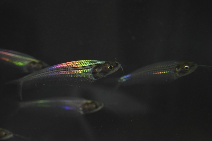 This image provided by Qibin Zhao shows ghost catfish showing iridescence. The ghost catfish has a see-through body that flickers with rainbow colors when the light hits it. Now, scientists have cracked the case of how the fish creates its iridescent glow. (Qibin Zhao via AP)